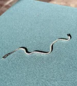 Tiny Silver Tennis Bracelet